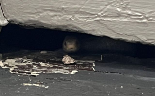 A close-up of a snake's head emerging from a gap under a wooden structure.