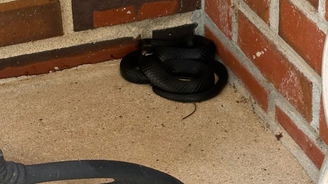 A black snake coiled in a corner near brickwork and a concrete surface.