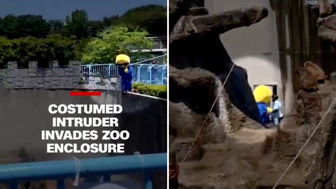 A person in an emoji costume entering Punch's enclosure.