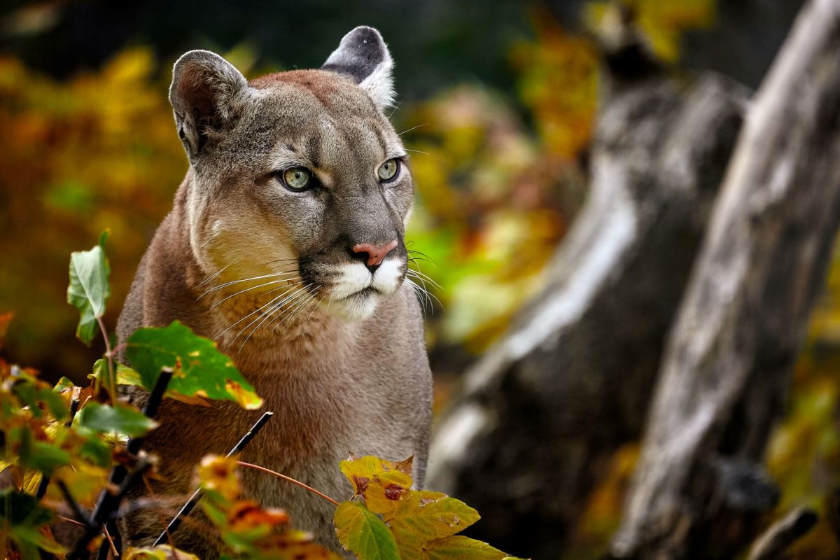 A close-up of a cougar surrounded by leaves.