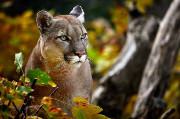 A close-up of a cougar surrounded by leaves.