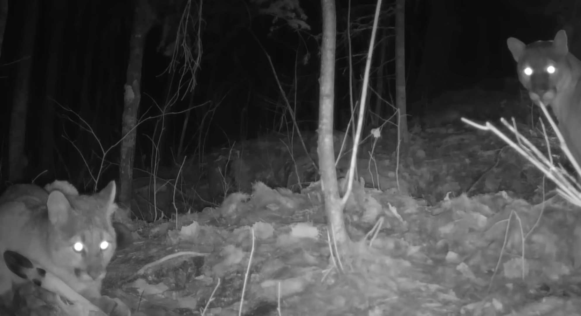 Trail camera captures cougar family in Minnesota for first time in 100 years