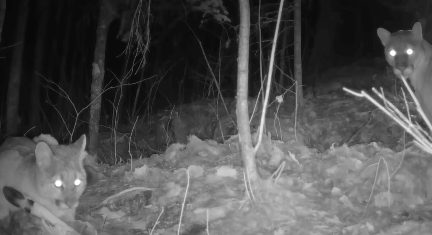 Two cougars with glowing eyes are seen in a dim forest setting at night, surrounded by branches and leaves.