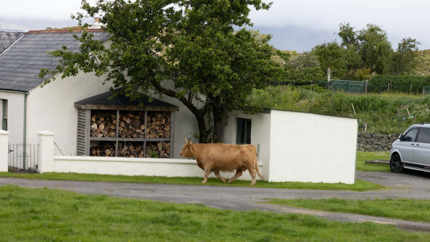 A brown cow walks past a house with stacked firewood and a green lawn.