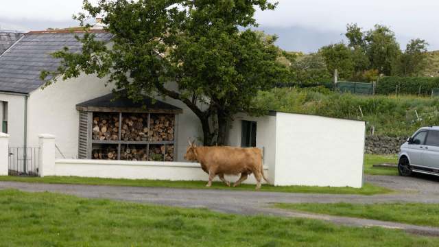 A brown cow walks past a house with stacked firewood and a green lawn.
