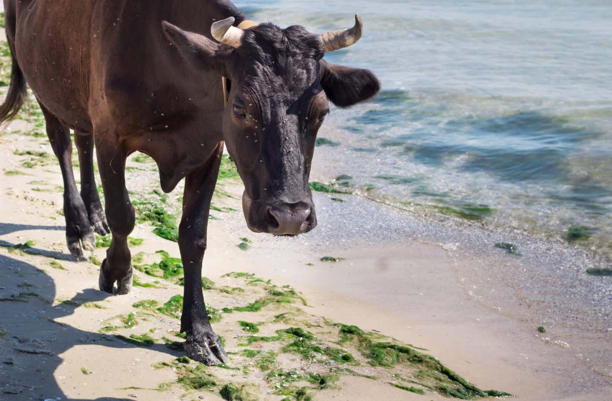 A black cow walks along the sandy beach near the water, surrounded by seaweed.