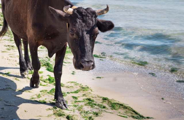 A black cow walks along the sandy beach near the water, surrounded by seaweed.