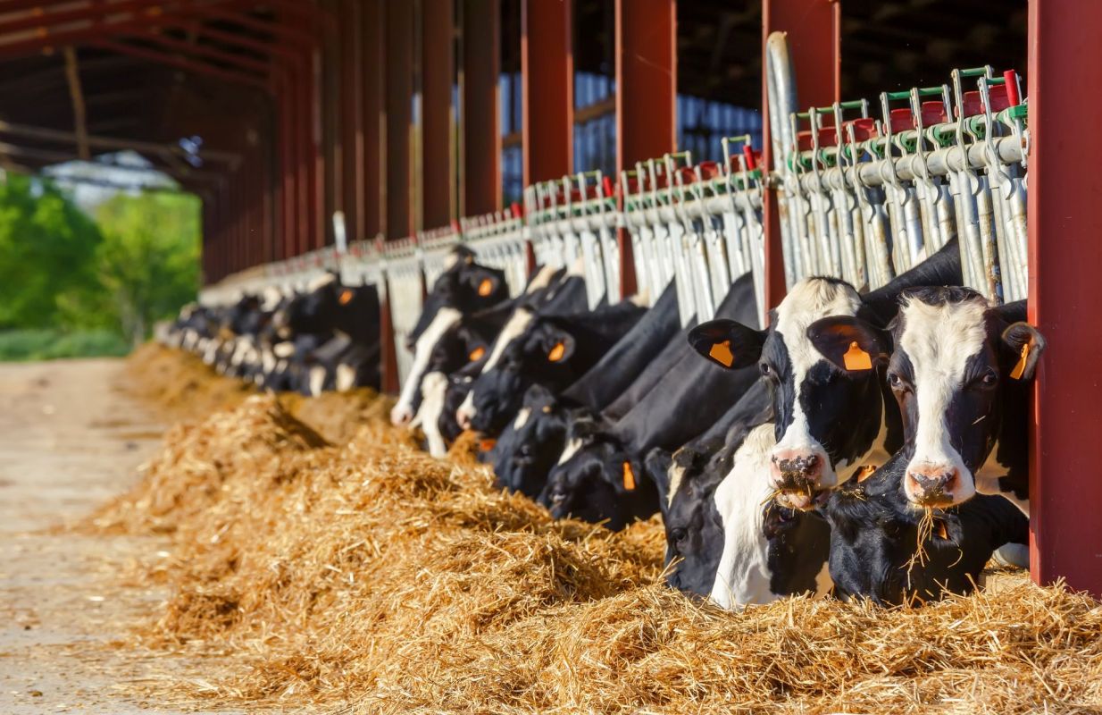 A row of cows eating straw in a barn.