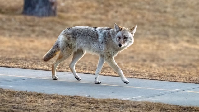 A coyote walking along a concrete path in a grassy, brown landscape.