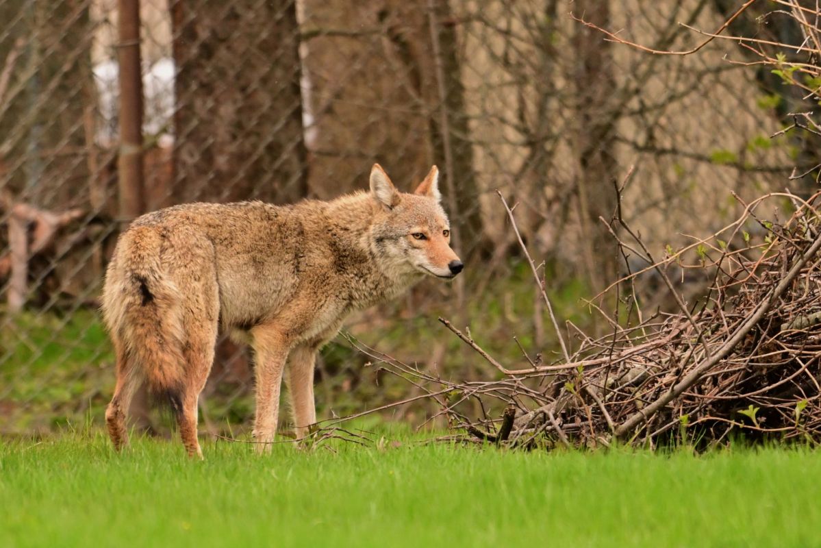 A coyote stands alert in a grassy area, surrounded by sparse trees and brush.