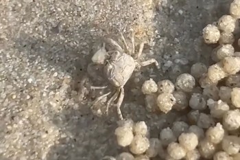 A small crab on sand surrounded by clusters of spherical sand grains, likely nest balls.