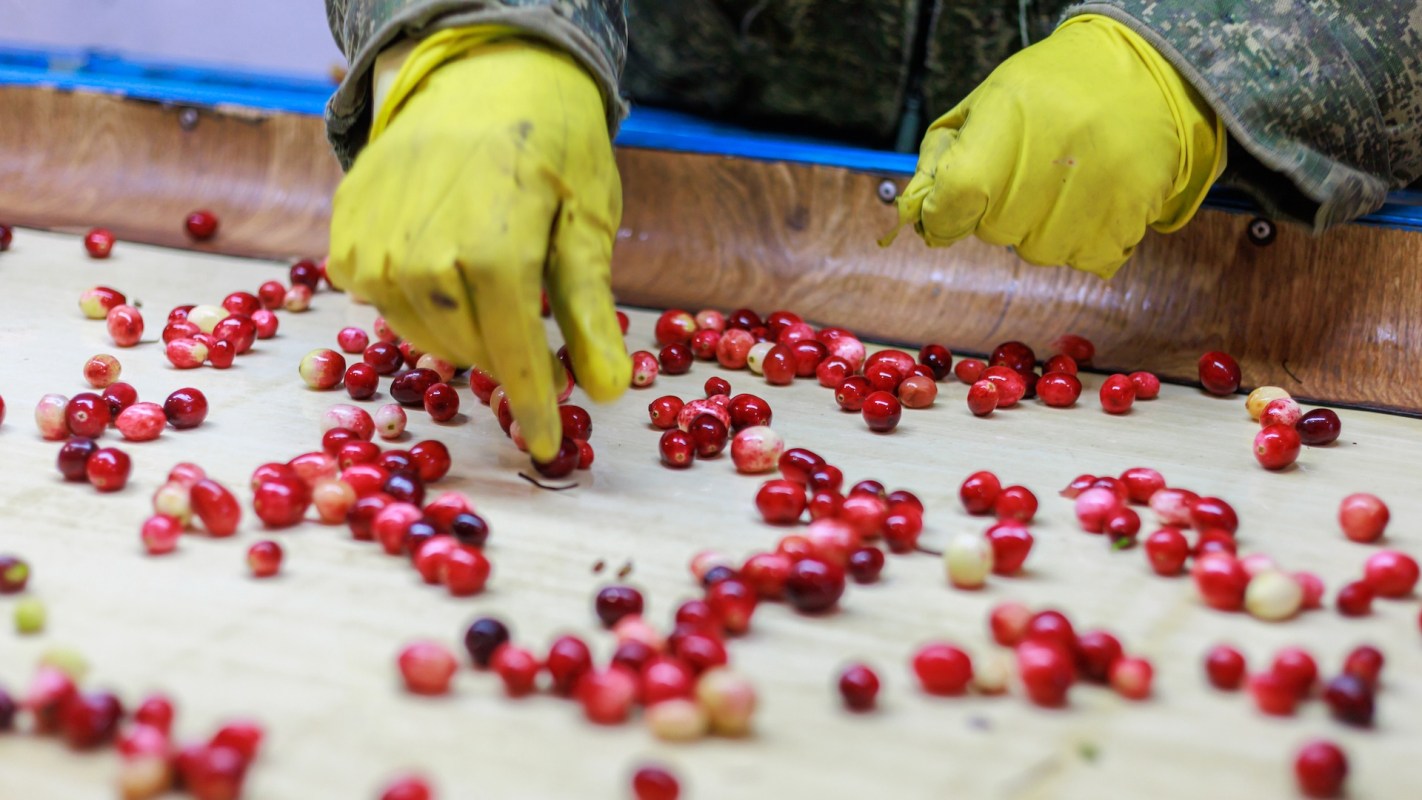 A person wearing yellow gloves sorts through cranberries.
