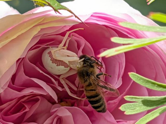 A pink and white rosebush spider perched on a pink flower petal against a green background.
