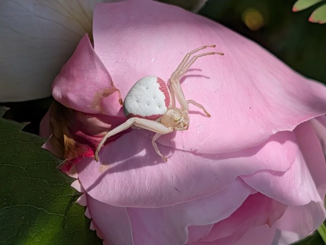 A pink and white rosebush spider perched on a pink flower petal against a green background.