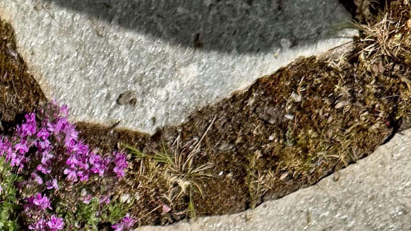 A close-up of vibrant pink flowers growing between stones covered with moss.
