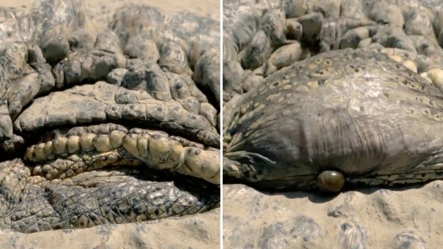 Two close-up views of a crocodile's eye, showing various shades and patterns.