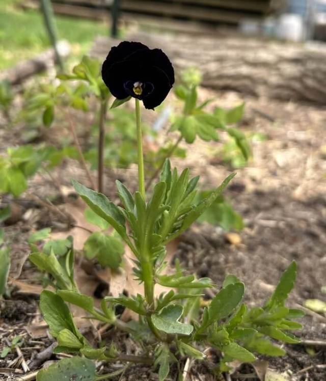 A close-up of a black viola flower surrounded by green leaves in a garden setting.