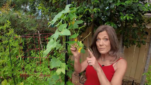A woman in a red top points to a flowering plant in a lush garden with green foliage and a trellis.
