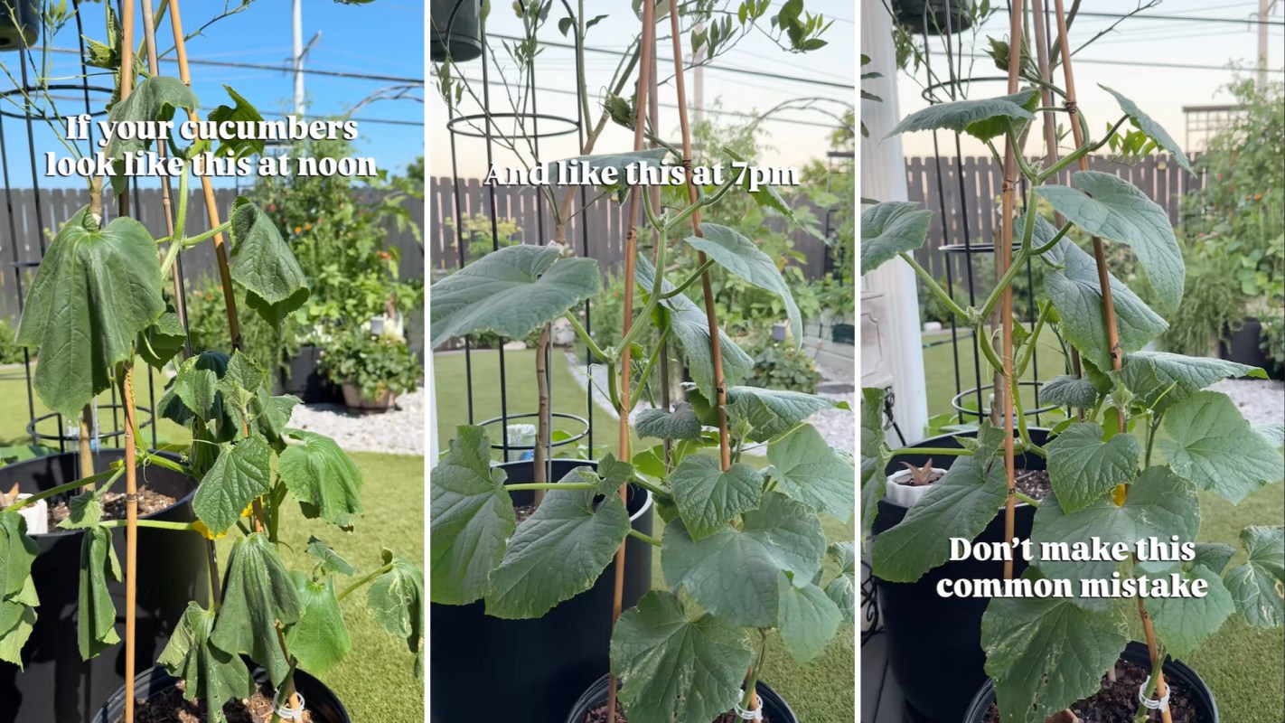 Three images showing cucumber plants at noon, 7 PM, and a warning about common mistakes in their care.