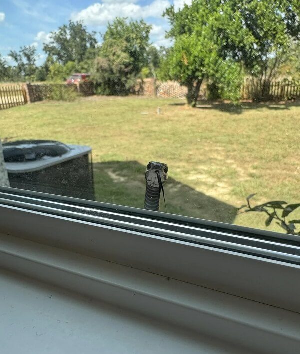 A close-up of a snake peering through a window, with a grassy yard visible in the background.