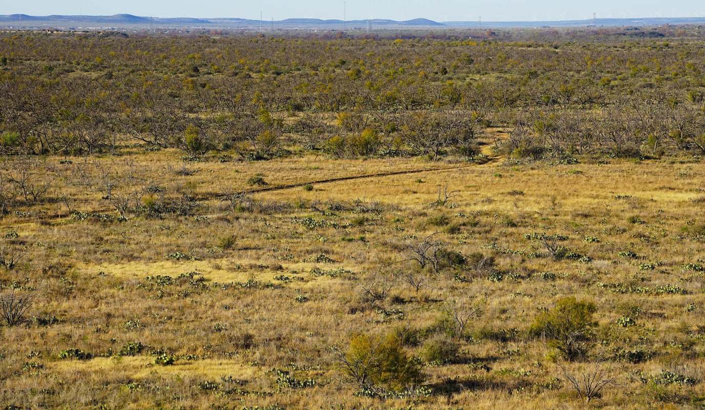 A vast, dry landscape featuring sparse trees, low brush, and patches of cacti under a clear blue sky.