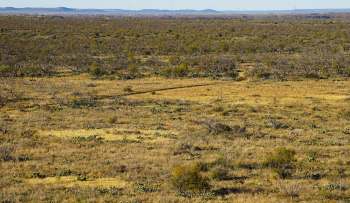 A vast, dry landscape featuring sparse trees, low brush, and patches of cacti under a clear blue sky.