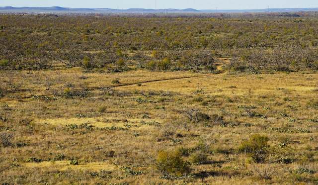 A vast, dry landscape featuring sparse trees, low brush, and patches of cacti under a clear blue sky.