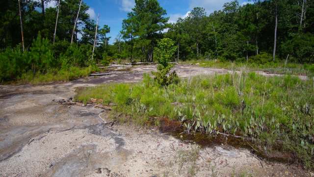 A rocky landscape with scattered trees and lush green vegetation under a clear blue sky.