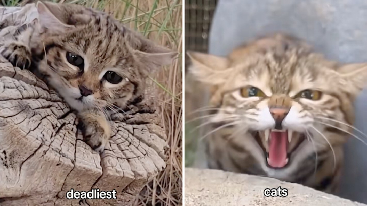 A split image showing a calm wildcat on the left and an aggressive wildcat hissing on the right.