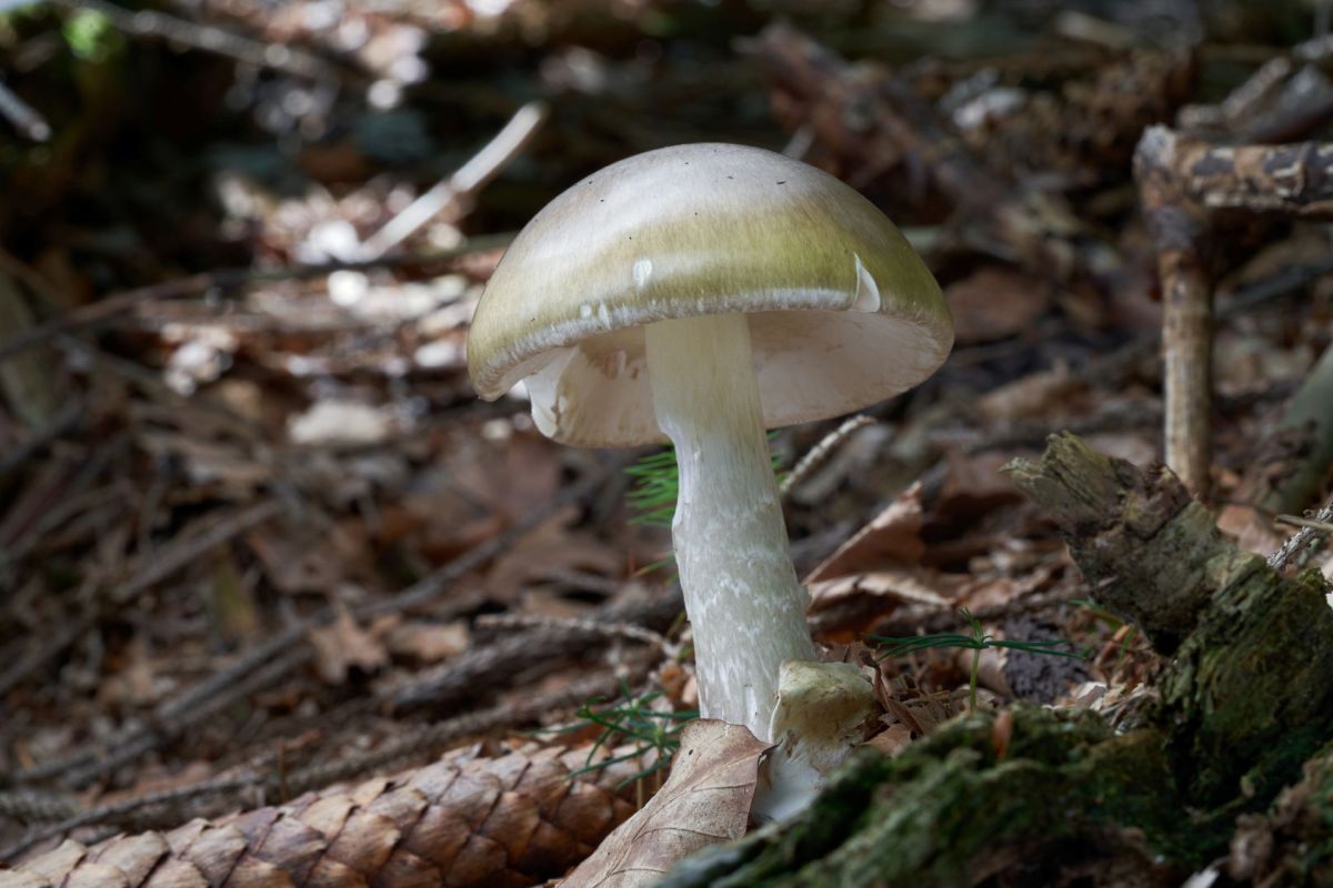 A white death cap mushroom in soil.