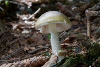 A white death cap mushroom in soil.