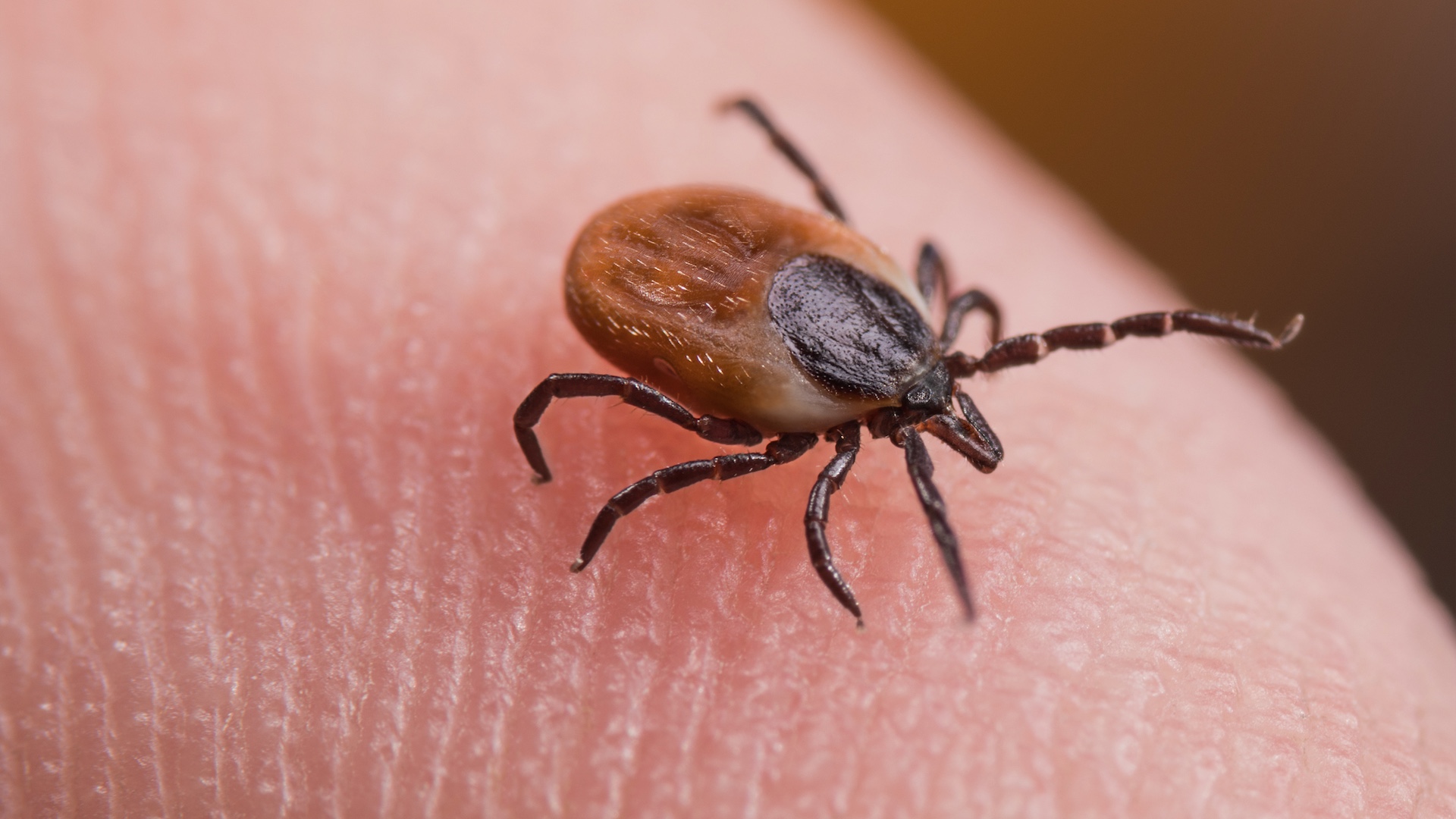 Wisconsin tick study finds more than half of deer ticks carry Lyme-causing bacteria