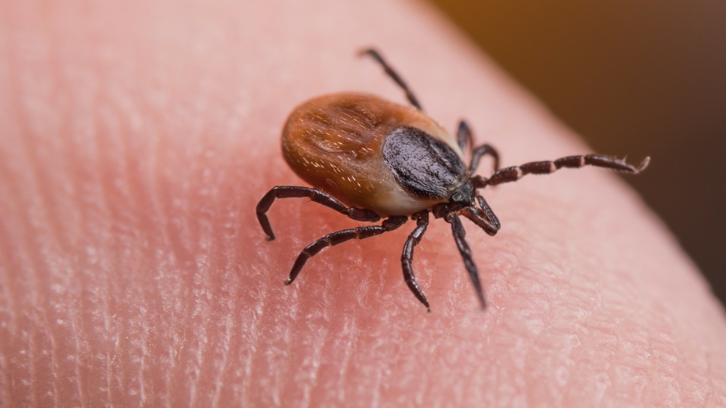 A tick crawling on a human fingertip.
