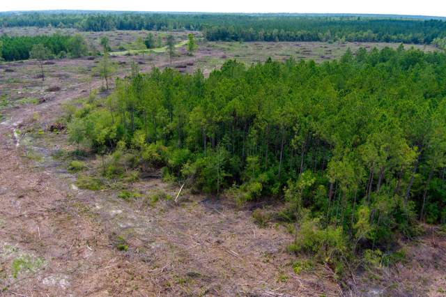 Large areas of land created by cutting down trees.
