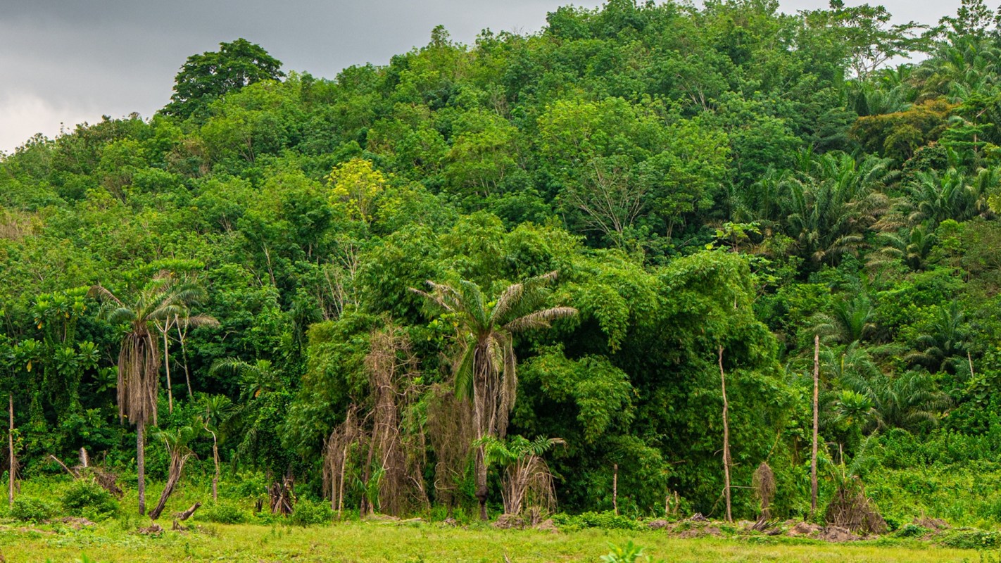 A dense tropical forest with a variety of trees, including palm trees, under a mostly cloudy sky.