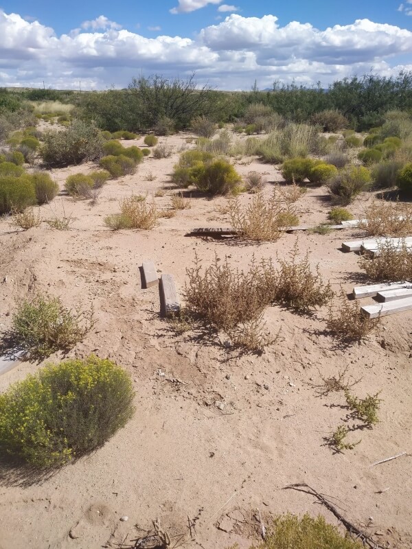 A desert landscape with sparse shrubs. 