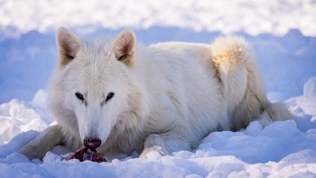 A white wolf lying in the snow, chewing on a piece of meat.
