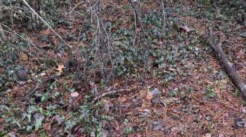A forest floor covered with pine needles, leaves, and ivy plants, with scattered twigs and branches.