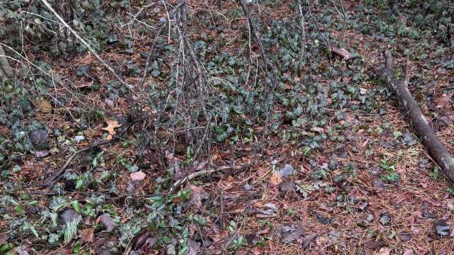 A forest floor covered with pine needles, leaves, and ivy plants, with scattered twigs and branches.