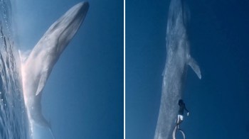 A diver appears next to a massive whale breaching the ocean's surface in a clear blue sea.