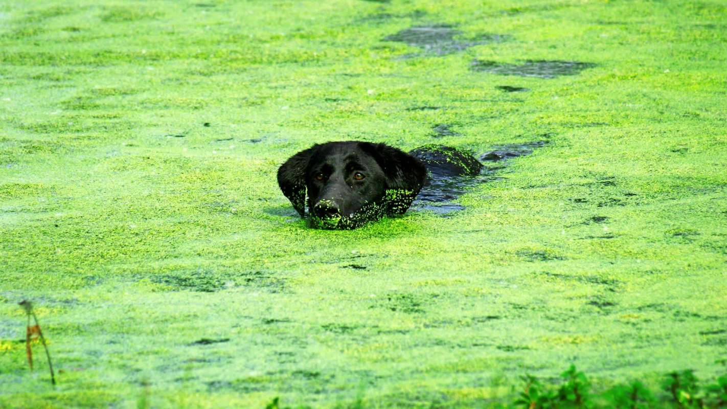 A black dog swims through a pond covered in bright green algae.