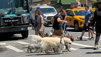 People walking their dogs in New York City.