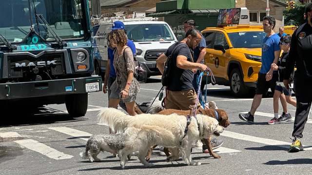 People walking their dogs in New York City.