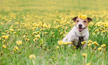 A dog surrounded by dandelions.
