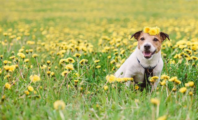 A dog surrounded by dandelions.