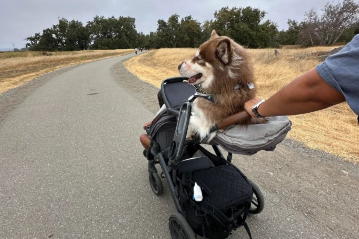 A person pushes a stroller with a brown and white dog perched on top.