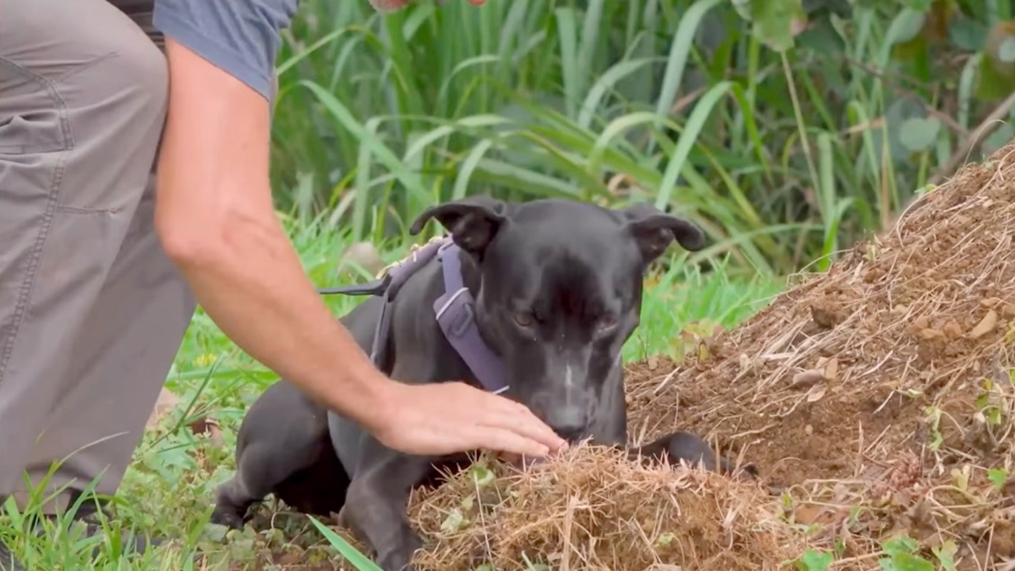 A black dog accompanied by a handler sniffs and explores a mound of dirt in a grassy area.