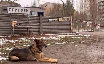 A dog rests in front of a sign for an abandoned town near Chernobyl, near a security post with a weapon displayed on a table.