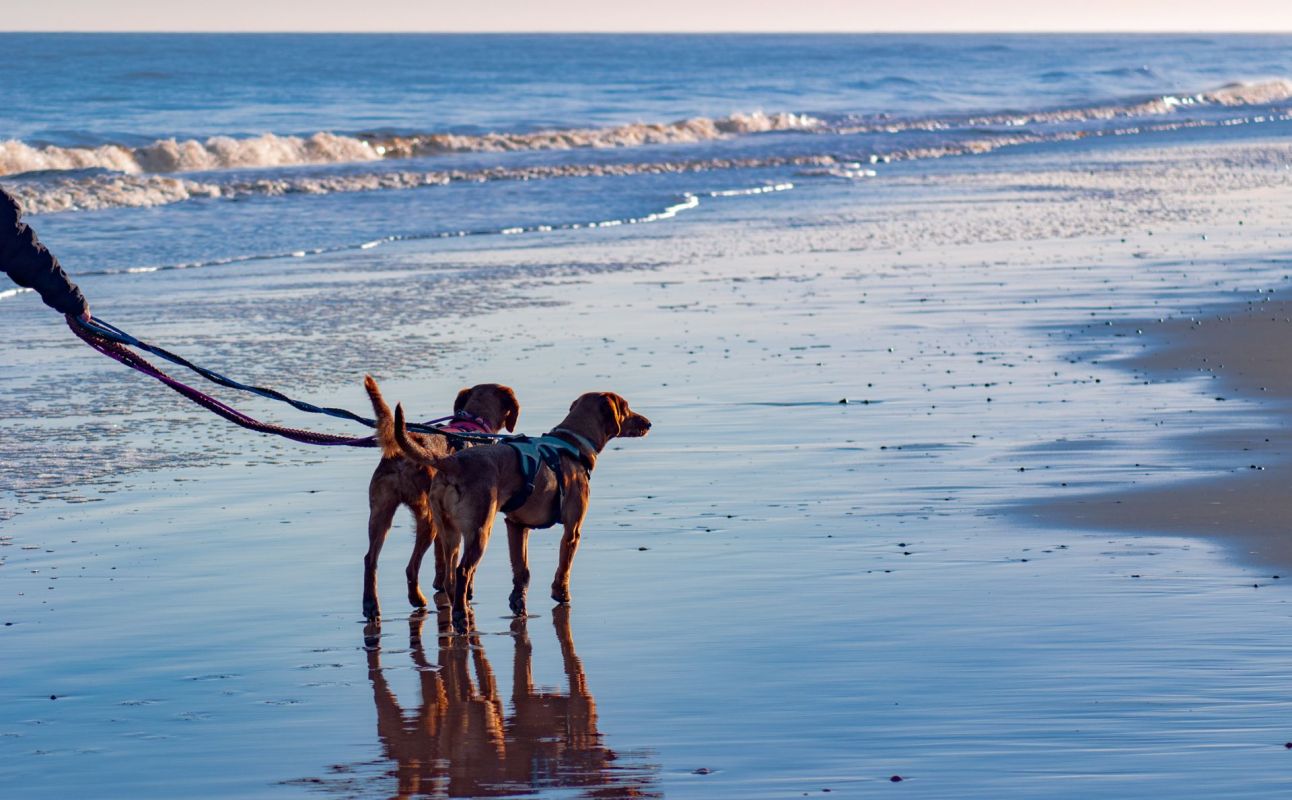 Two leashed dogs stroll on a sandy beach while being walked by a person.