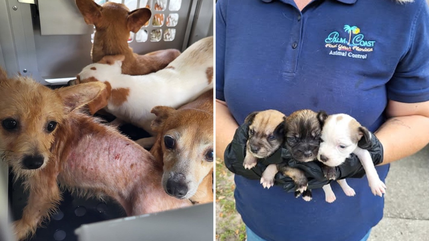 A composite image of four small dogs in a rescue crate and a person holding three puppies.